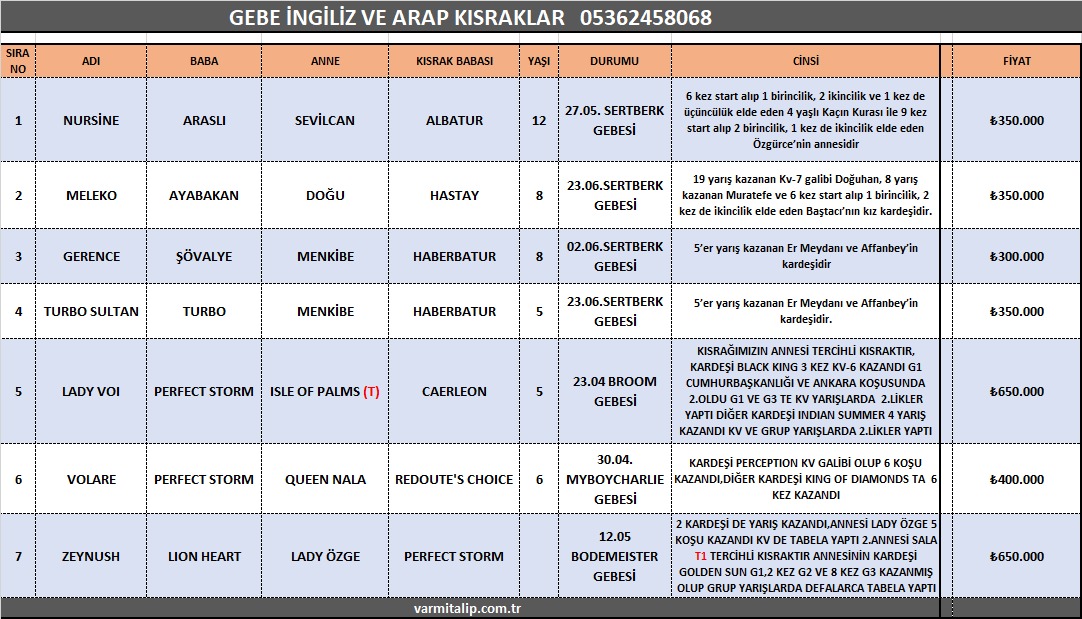 Sertberk,Broom,Myboycharlie ve Bodemeister Gebesi Kan hattı yüksek kısraklar